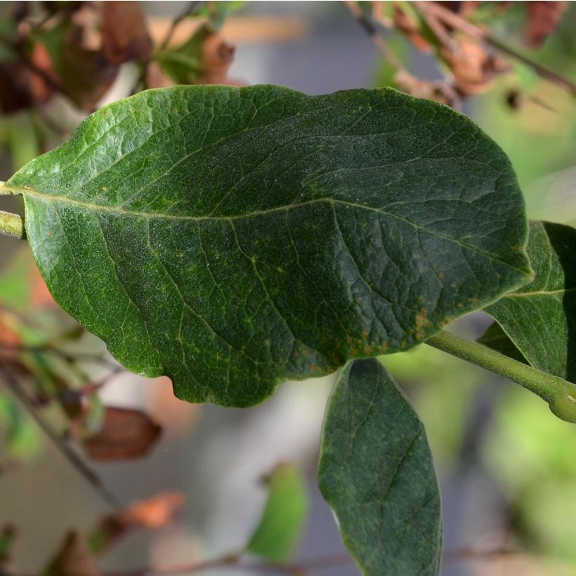 Magnolia soulangeana Rustica Rubra (Feuillage)