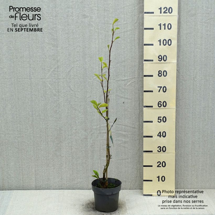 Example of Magnolia soulangeana Satisfaction as you get in ete
