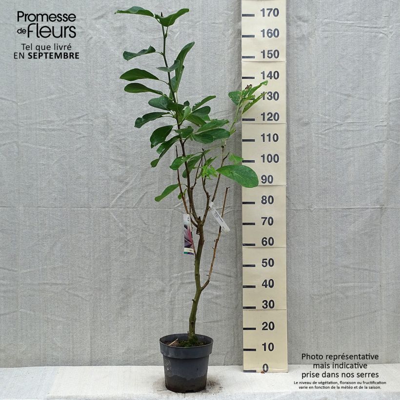 Spécimen de Magnolia sprengeri Pink Beauty Pot de 6L/7L tel que livré en automne