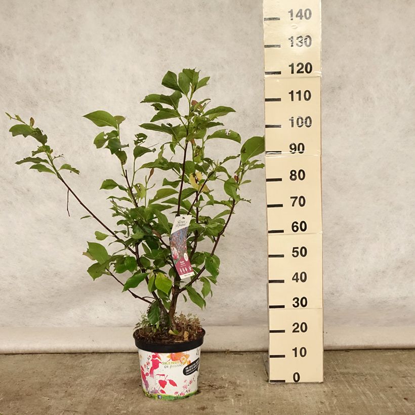 Spécimen de Magnolia Star Wars - Magnolia campbellii (x) liliiflora Pot de 7,5L/10L tel que livré en été