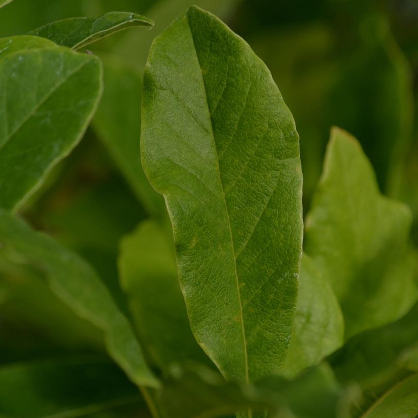 Magnolia stellata - Magnolia étoilé (Feuillage)