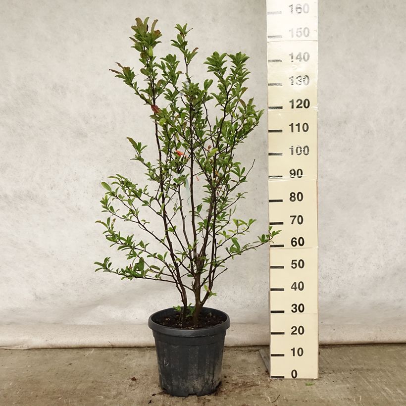 Spécimen de Magnolia stellata - Magnolia étoilé Pot de 20L/25L tel que livré en été