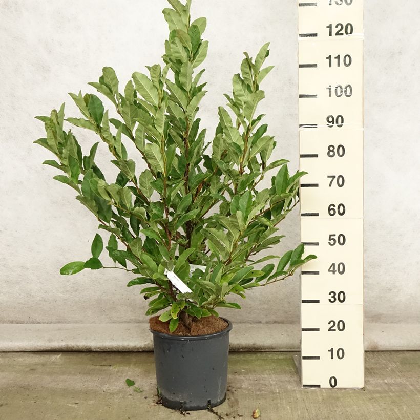 Spécimen de Magnolia stellata - Magnolia étoilé Pot de 7,5L/10L tel que livré en été