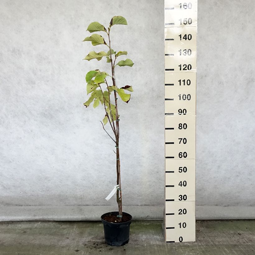 Spécimen de Magnolia Sunsation Pot de 4L/5L tel que livré en été