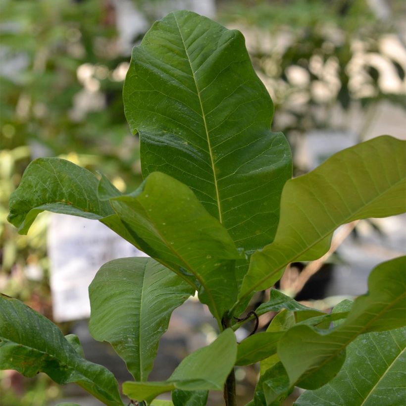 Magnolia tripetala - Magnolia parasol (Feuillage)