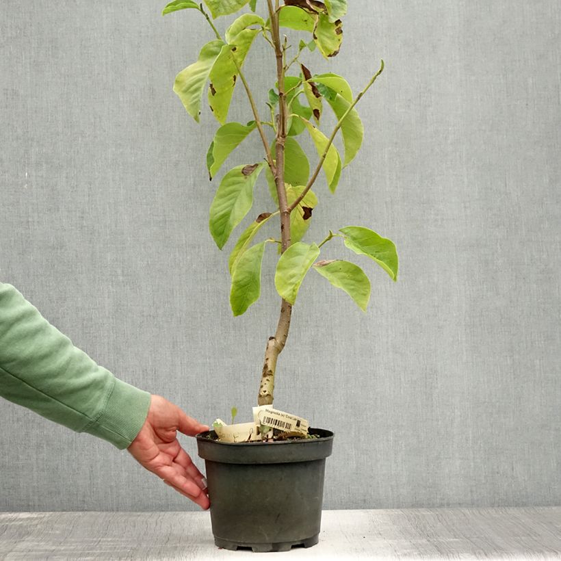 Spécimen de Magnolia x Coral Lake Pot de 3L/4L tel que livré en été