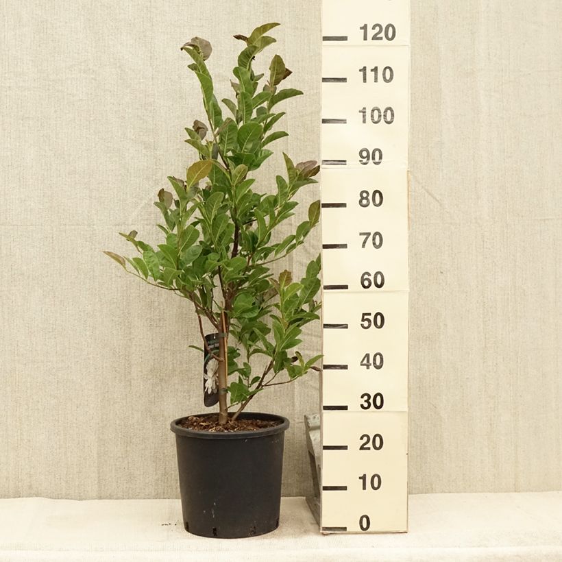 Spécimen de Magnolia loebneri Wildcat Pot de 7,5L/10LHauteur livrée env. 80/100cm tel que livré en été
