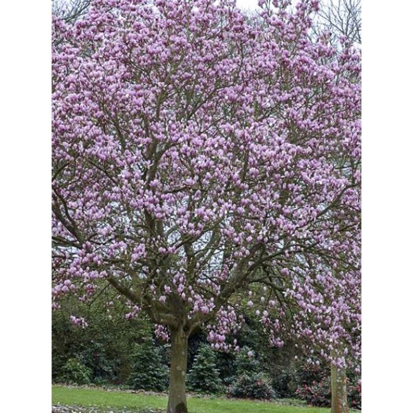 Magnolia - Magnolia x soulangeana Andre Leroy (Port)
