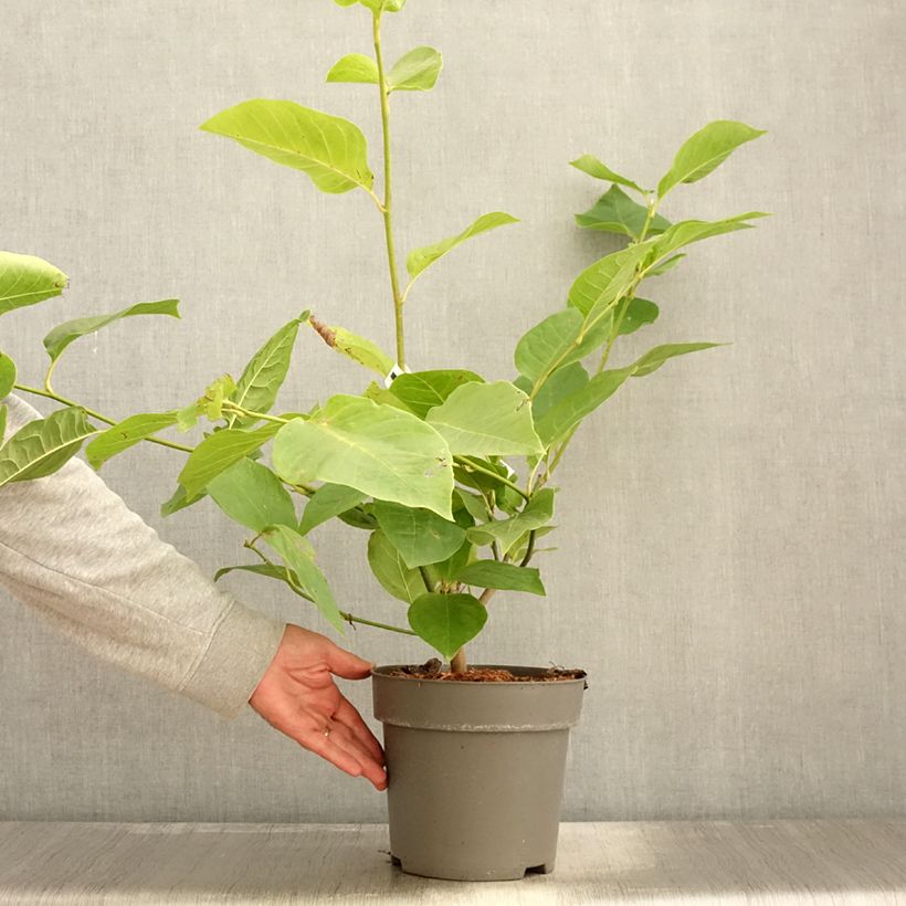 Spécimen de Magnolia x soulangeana Cameo  Pot de 4L/5L tel que livré en automne