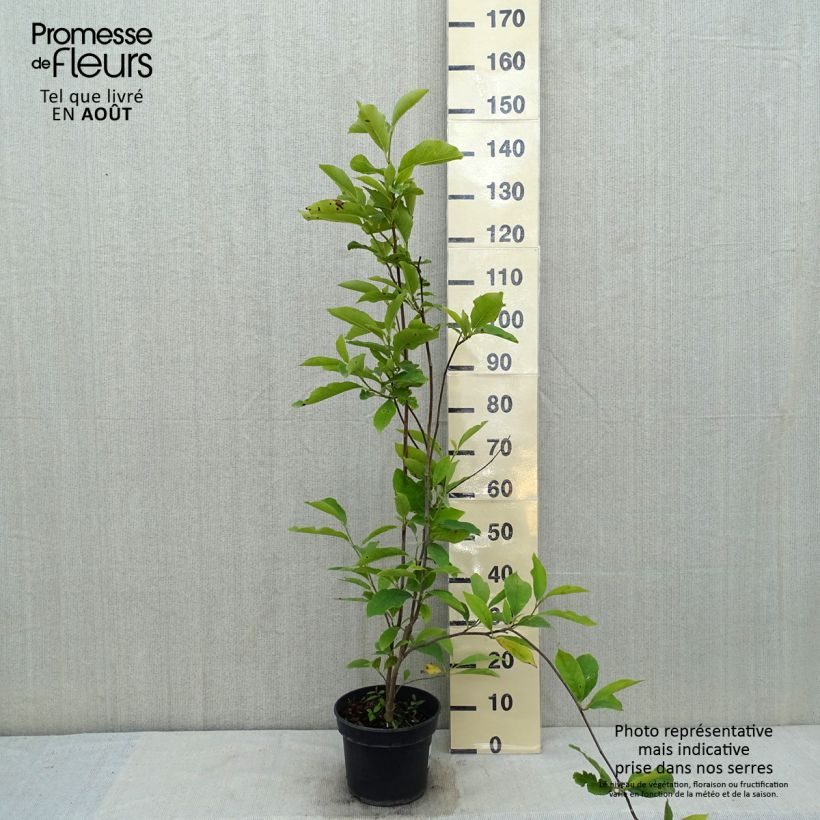 Spécimen de Magnolia soulangeana Lennei Pot de 4L/5L tel que livré en été