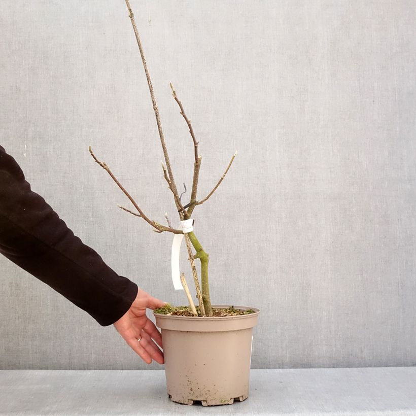Spécimen de Magnolia x soulangeana Picture Superba Pot de 4L/5L tel que livré en hiver