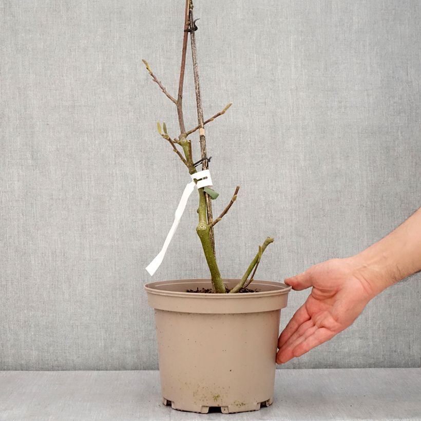 Spécimen de Magnolia x soulangeana Picture Superba - Pot de 4L/5L tel que livré au printemps