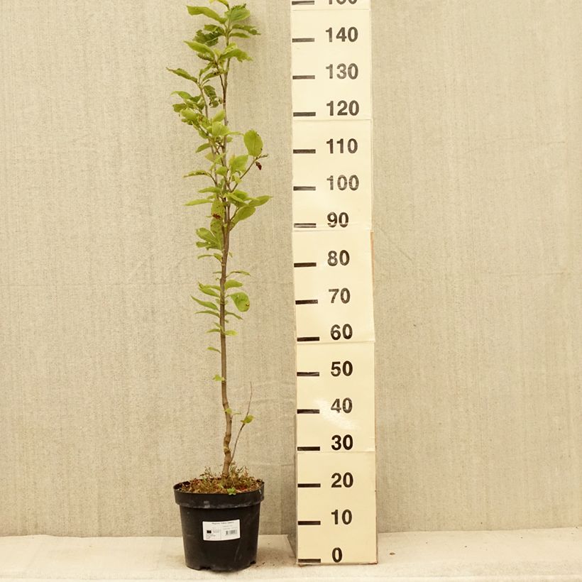 Spécimen de Magnolia Yellow Lantern Pot de 7,5L/10L tel que livré en été