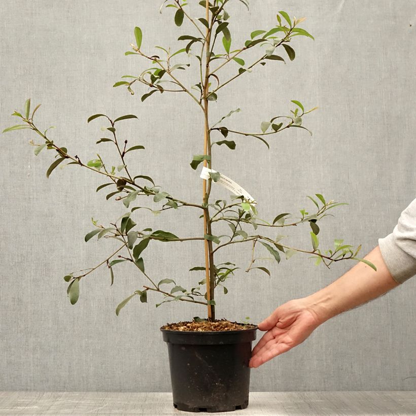 Spécimen de Magnolia yunnanensis - Michelia Pot de 3L/4L tel que livré en été