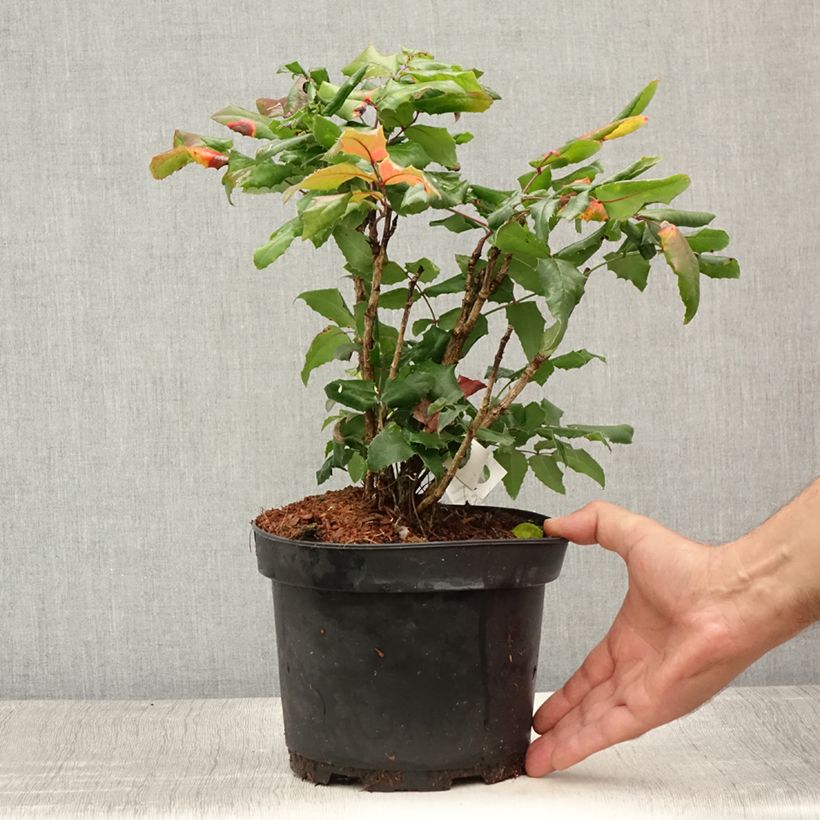 Spécimen de Mahonia aquifolium Pot de 2L/3L tel que livré en été
