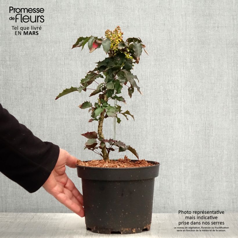 Spécimen de Mahonia aquifolium en pot de 2L/3L tel que livré au printemps
