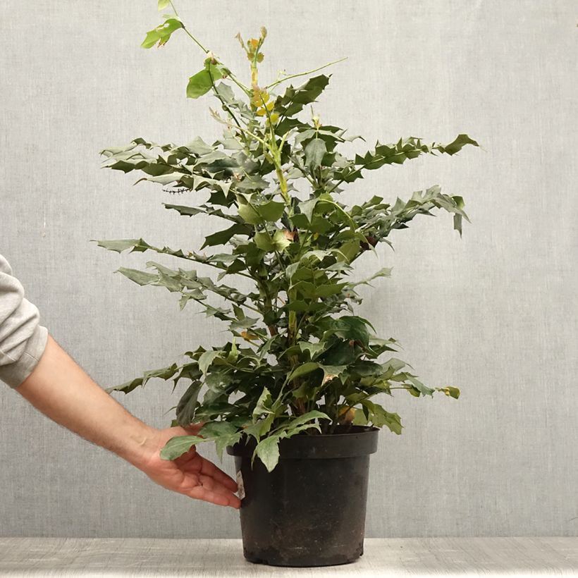 Spécimen de Mahonia bealei Pot de 7,5L/10L tel que livré en été