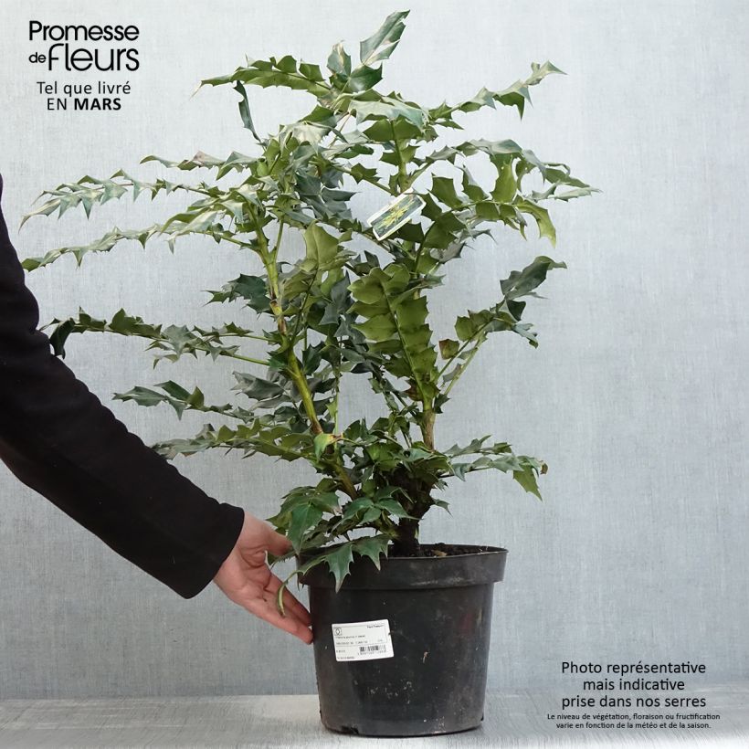 Spécimen de Mahonia bealei en pot de 7,5L/10L tel que livré au printemps