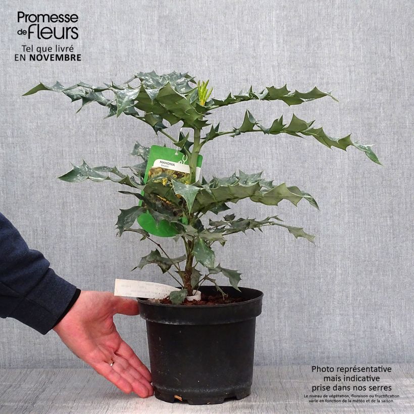 Spécimen de Mahonia bealei Pot de 3L/4L tel que livré en automne