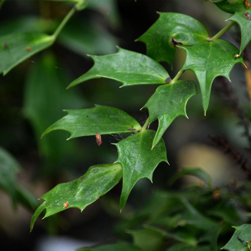 Mahonia Cabaret (Feuillage)