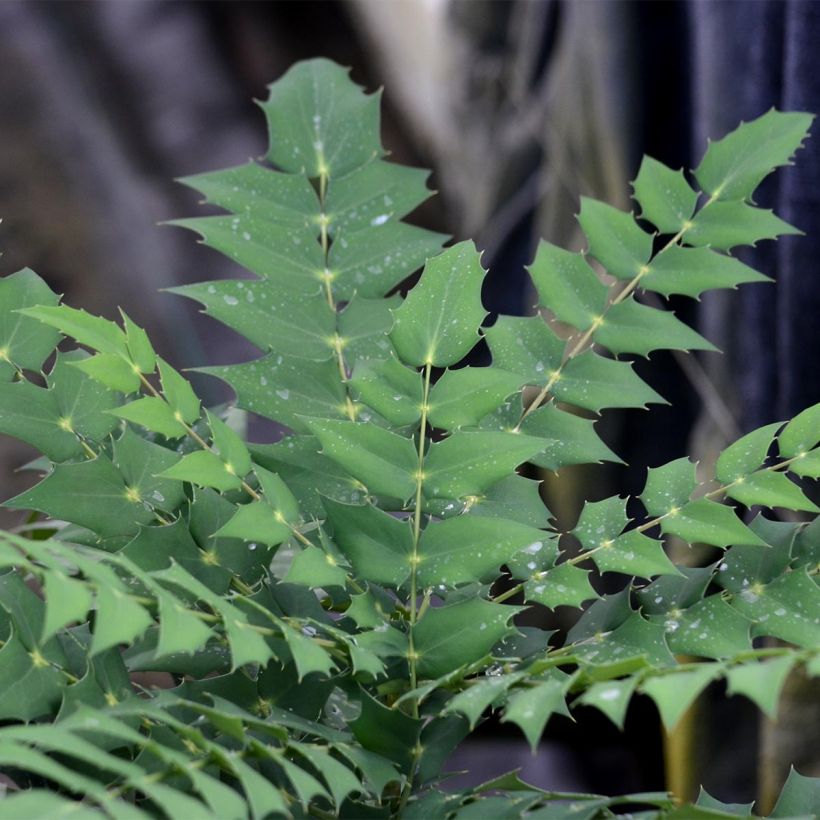 Mahonia (x) media Charity (Feuillage)