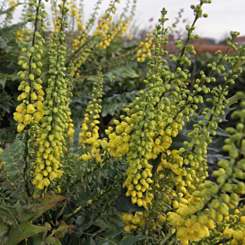 Mahonia media Winter Sun (Floraison)