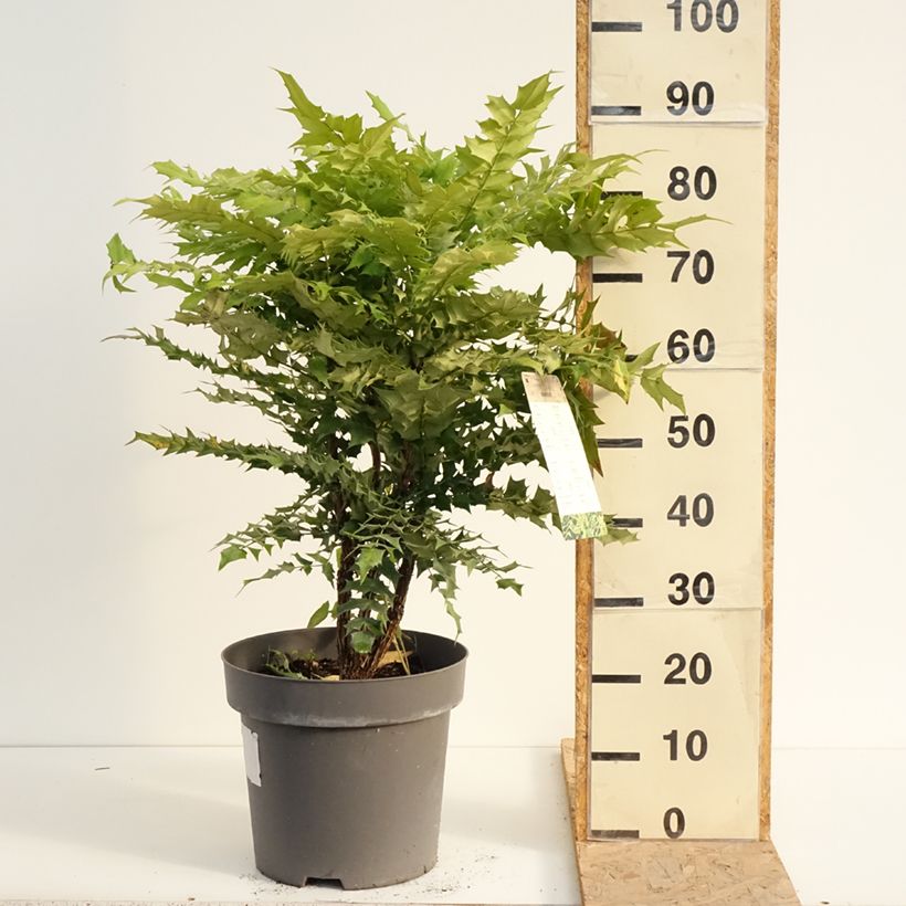 Spécimen de Mahonia media Winter Sun Pot de 7,5L/10L tel que livré en été
