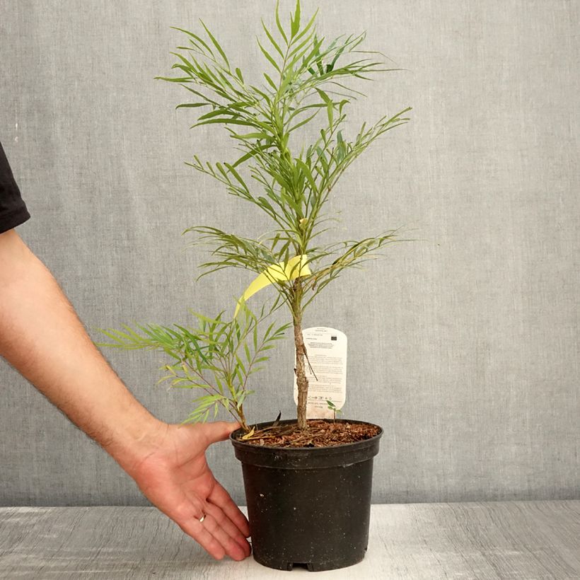 Spécimen de Mahonia Soft Caress - Mahonia hybride Pot de 3L/4L tel que livré en été