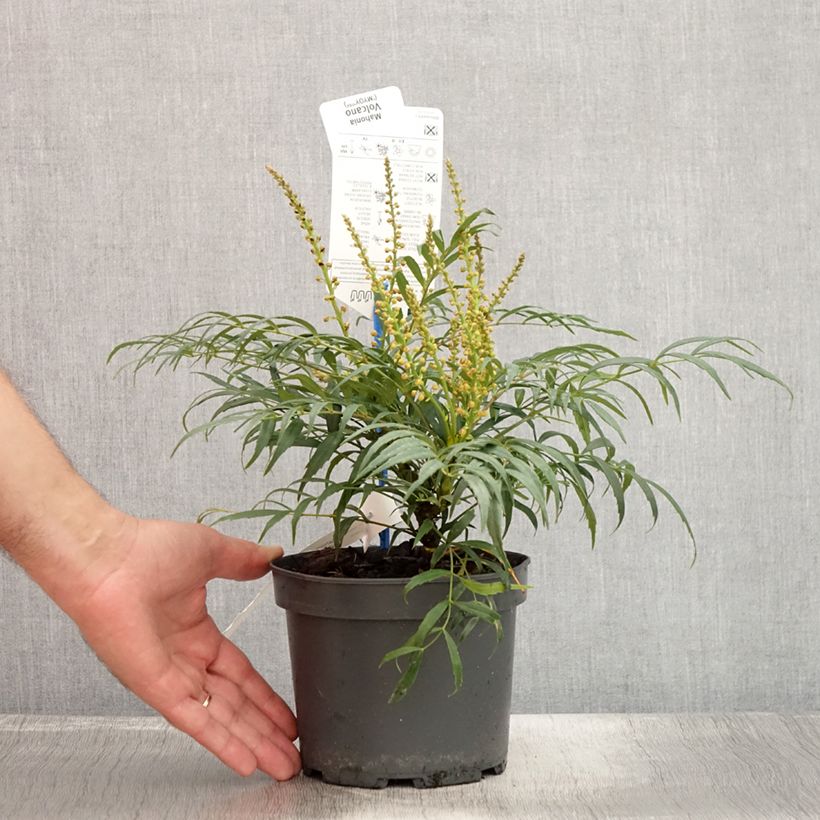 Spécimen de Mahonia Volcano Pot de 2L/3L tel que livré en été