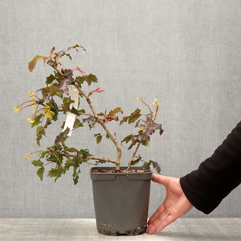 Spécimen de Mahonia (x) wagneri Fireflame  Pot de 4L/5L tel que livré au printemps