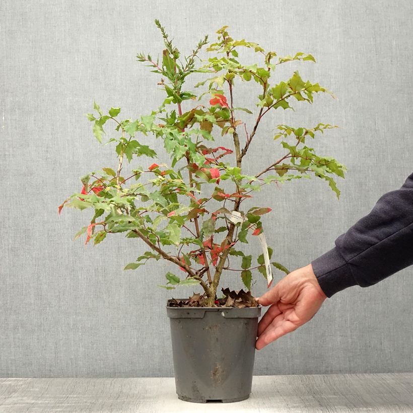 Spécimen de Mahonia (x) wagneri Pinnacle Pot de 4L/5L tel que livré en été