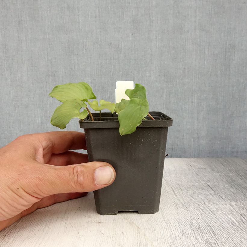 Spécimen de Maianthemum bifolium - Maianthème à deux feuilles Godet de 8/9 cm tel que livré en été