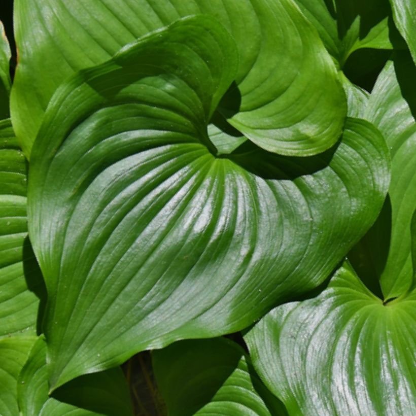 Maianthemum kamtschaticum (Feuillage)