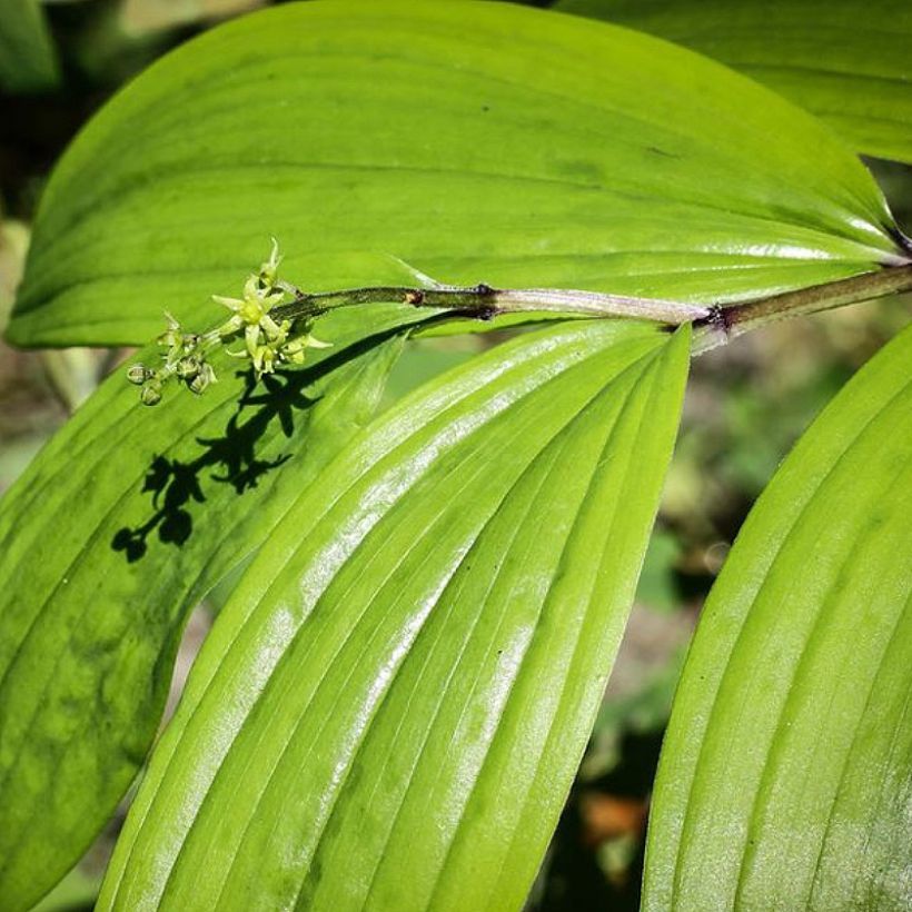 Maianthemum tatsienense - Faux Sceau de Salomon (Feuillage)