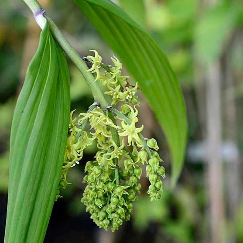 Maianthemum tatsienense - Faux Sceau de Salomon (Floraison)