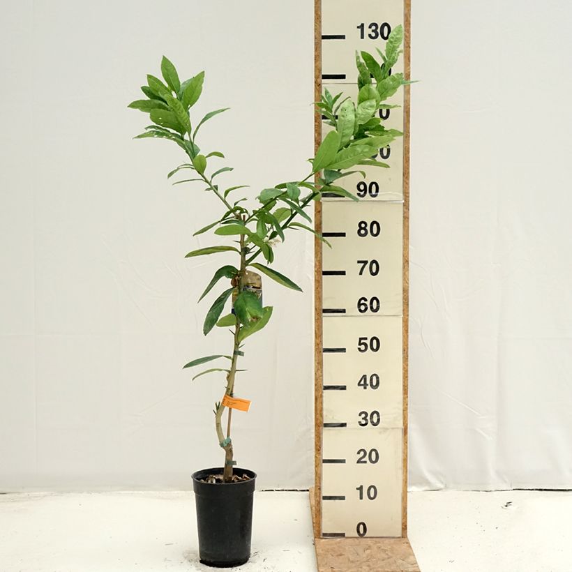 Spécimen de Main de Bouddha - Citrus medica var. sarcodactylis Pot de 3L/4L, Touffe tel que livré en été