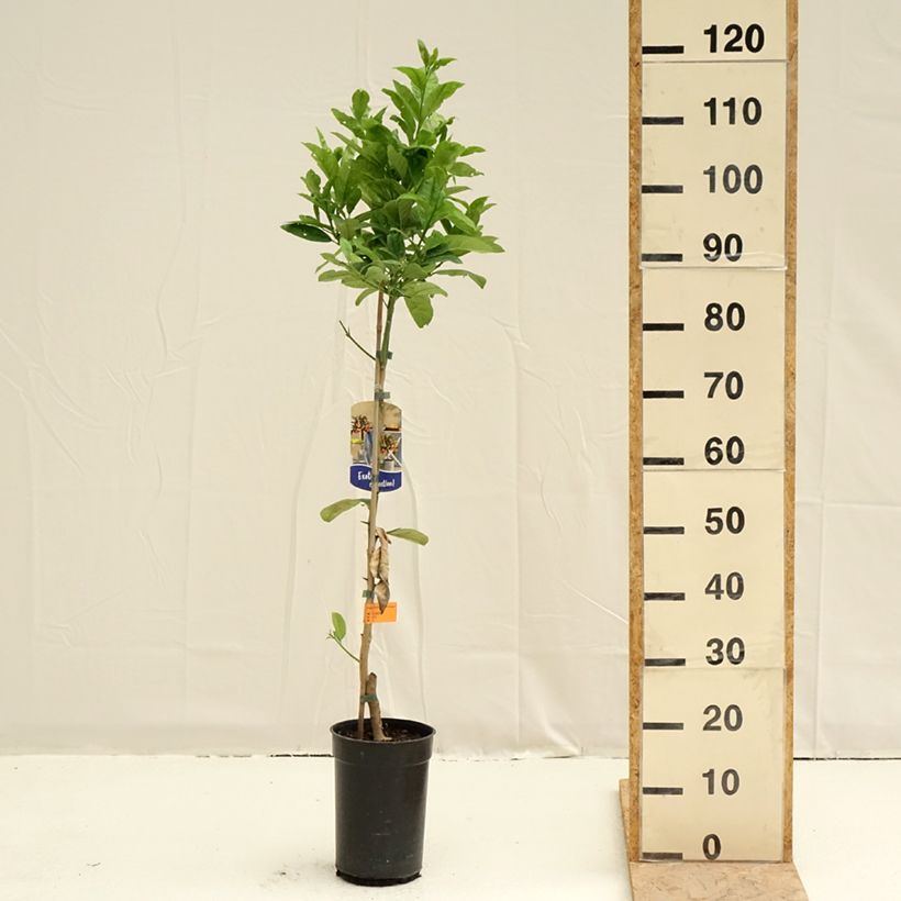 Spécimen de Main de Bouddha - Citrus medica var. sarcodactylis Pot de 3L/4L, Touffe tel que livré au printemps