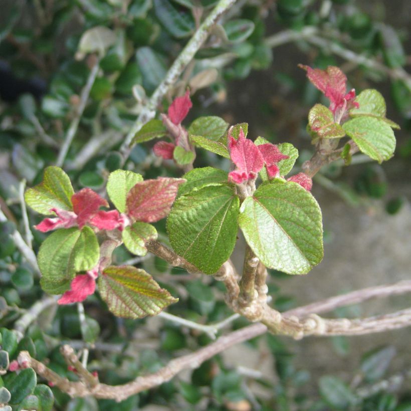 Mallotus japonicus (Feuillage)