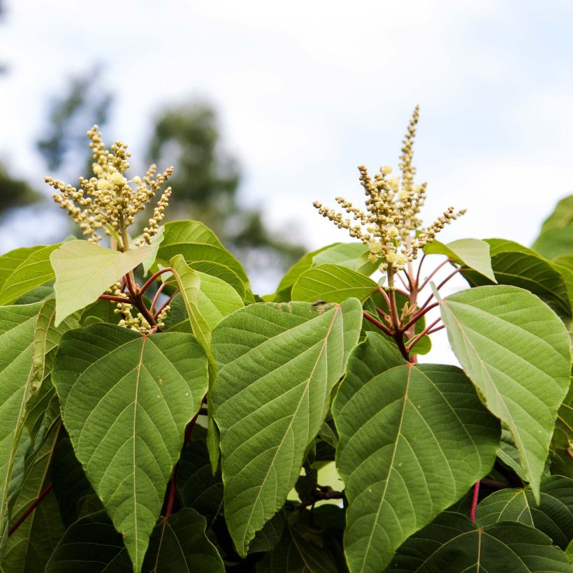 Mallotus japonicus (Floraison)