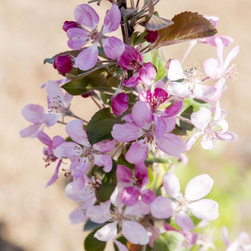 Malus Appletini (Gulliver) - Pommier d'ornement  (Floraison)