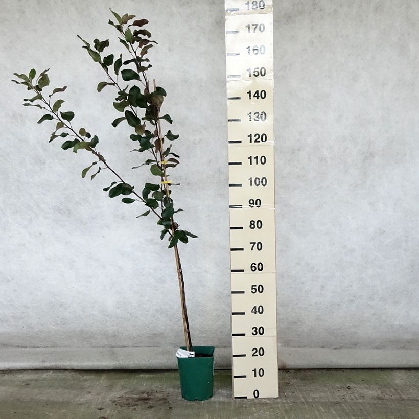 Spécimen de Malus Appletini (Gulliver) - Pommier d'ornement  Pot de 4L/5L tel que livré en été