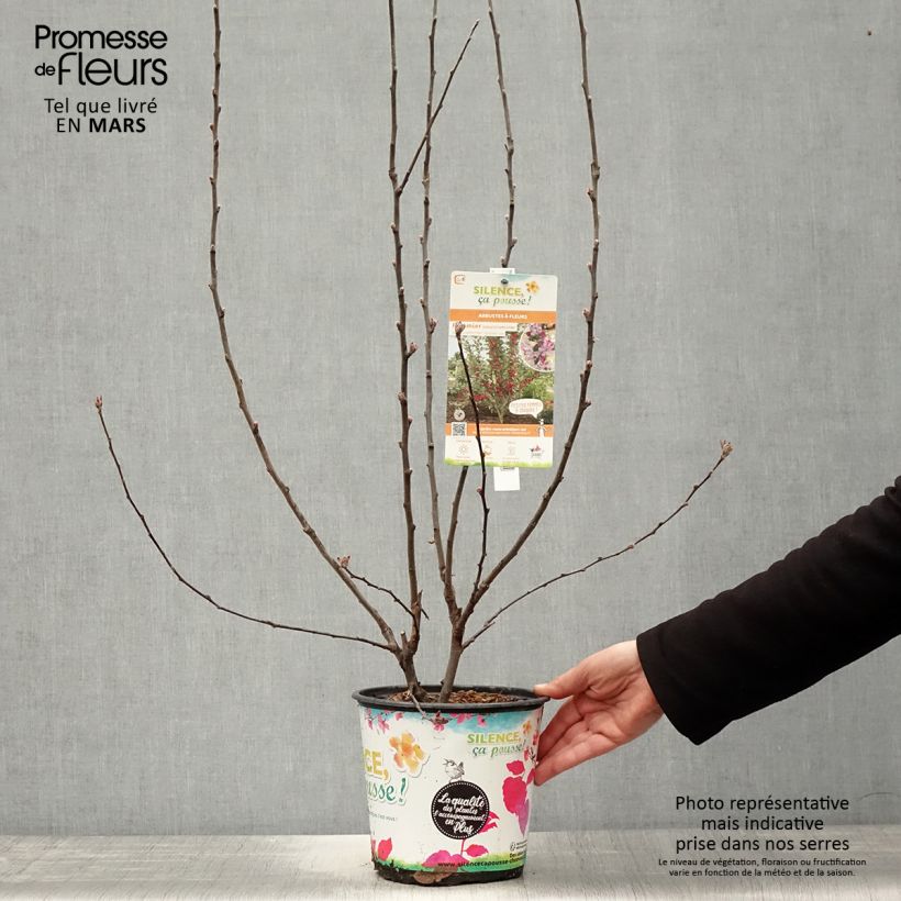 Spécimen de Malus Appletini (Gulliver) - Pommier d'ornement  Pot de 4L/5L tel que livré au printemps