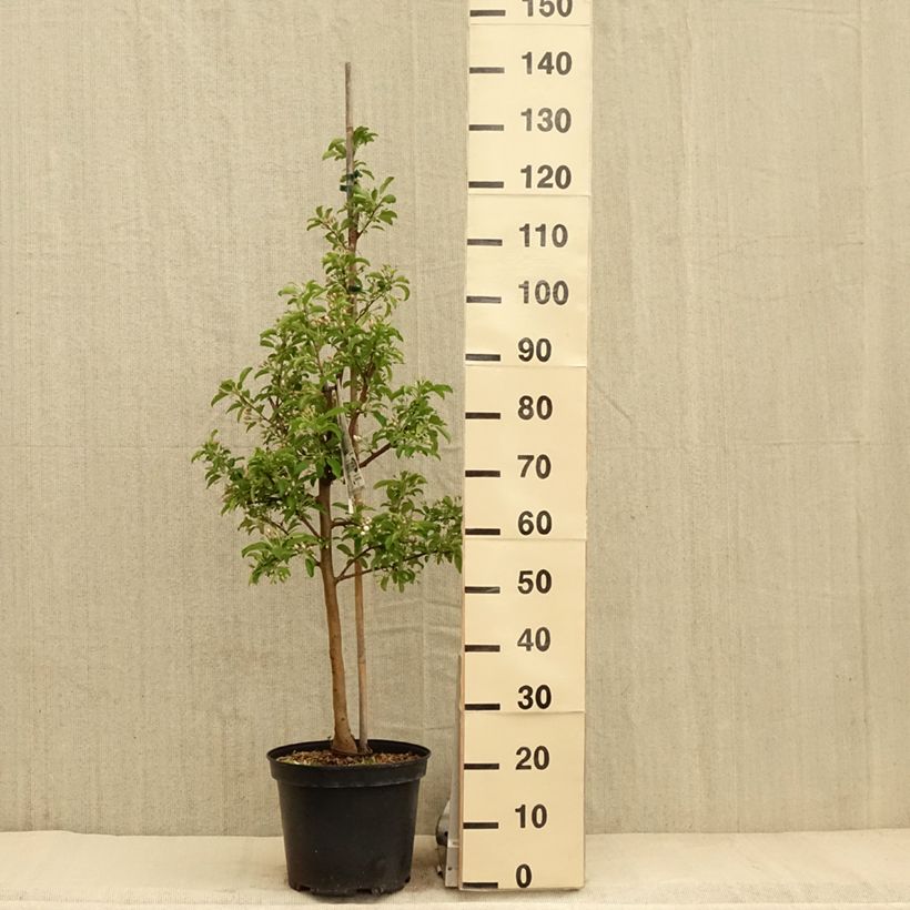 Spécimen de Malus Comtesse De Paris - Pommier d'ornement Pot de 7,5L/10L, QuenouilleHauteur livrée env. 150cm tel que livré au printemps