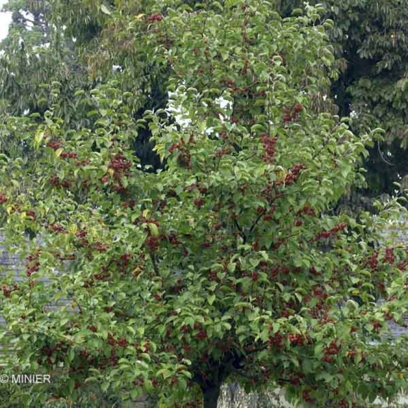 Pommier d'ornement - Malus Perpetu Evereste (Feuillage)