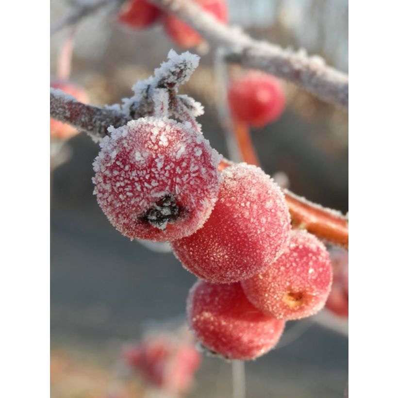 Pommier d'ornement - Malus Perpetu Evereste (Récolte)