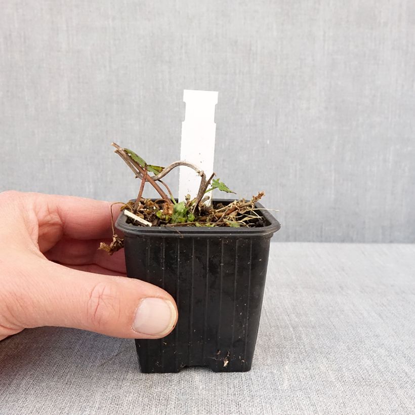 Spécimen de Malvastrum lateritium - Lavatère rampante Godet de 8/9 cm tel que livré en hiver