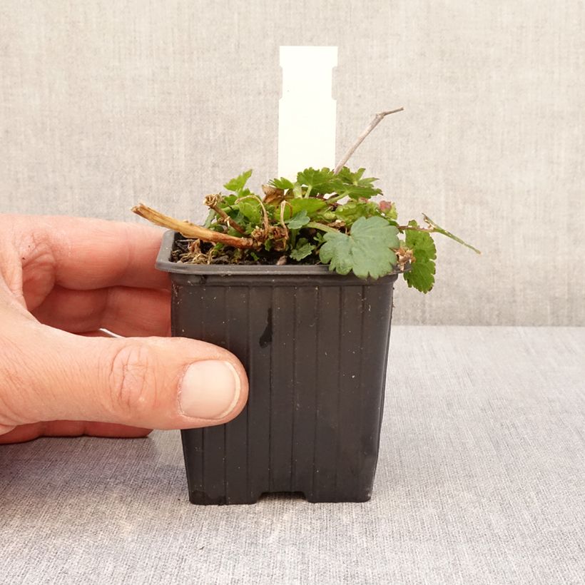 Spécimen de Malvastrum lateritium - Lavatère rampante - Godet de 8/9 cm tel que livré au printemps