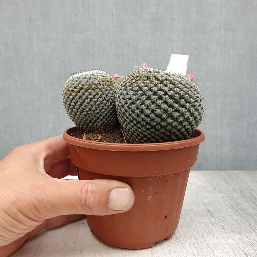 Spécimen de Mammillaria perbella  Pot de 12 cm / 13 cm tel que livré en été