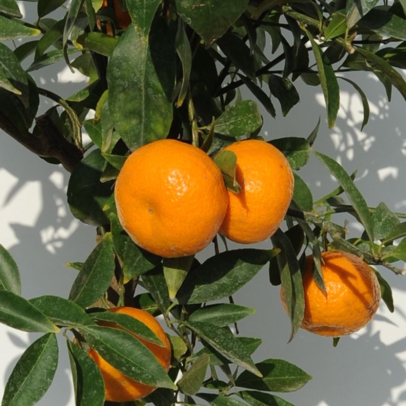 Mandarinier - Citrus deliciosa - Agrumes (Récolte)