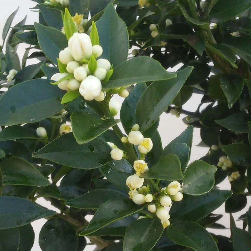Mandarinier Chinois - Citrus myrtifolia (Floraison)